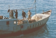 photograph showing 386 crewmembers searching junk